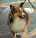 dog2.jpg