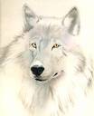 white_wolf2.jpg