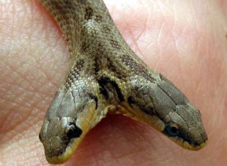 2headedsnake.jpg
