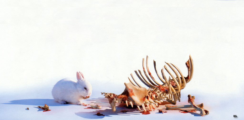 RabbitvsWolf_2.jpg