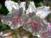 FLO10084.jpg