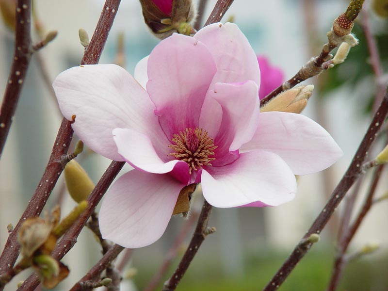flower_internals.jpg