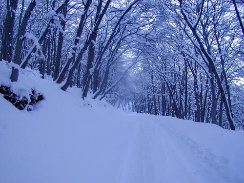 P1010335_v1.jpg