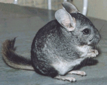 chinchila.gif