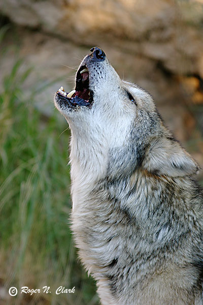 wolf.c02.08.2004.img_6940b_600.jpg
