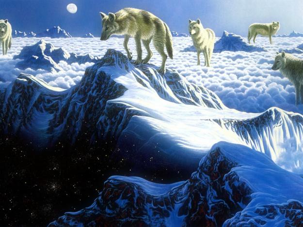 wolf.jpg