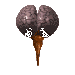 brainCLR.gif