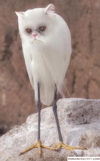 katabu.jpg