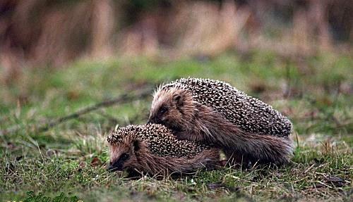 hedgehogsex.jpg