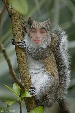 FL_Squirrel01.jpg