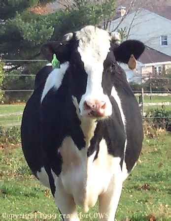 cow.jpg