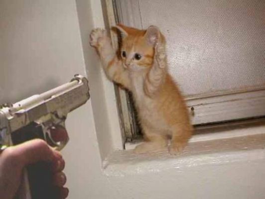 cat_20being_20gun_20down.jpg