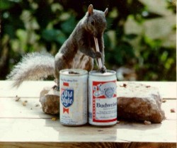 beer_squirel_1_.jpg