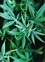 marijuana_1_.jpg