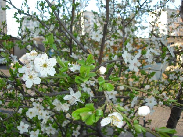 DSC00067.JPG