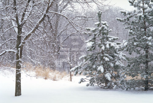 winter_treebush.jpg