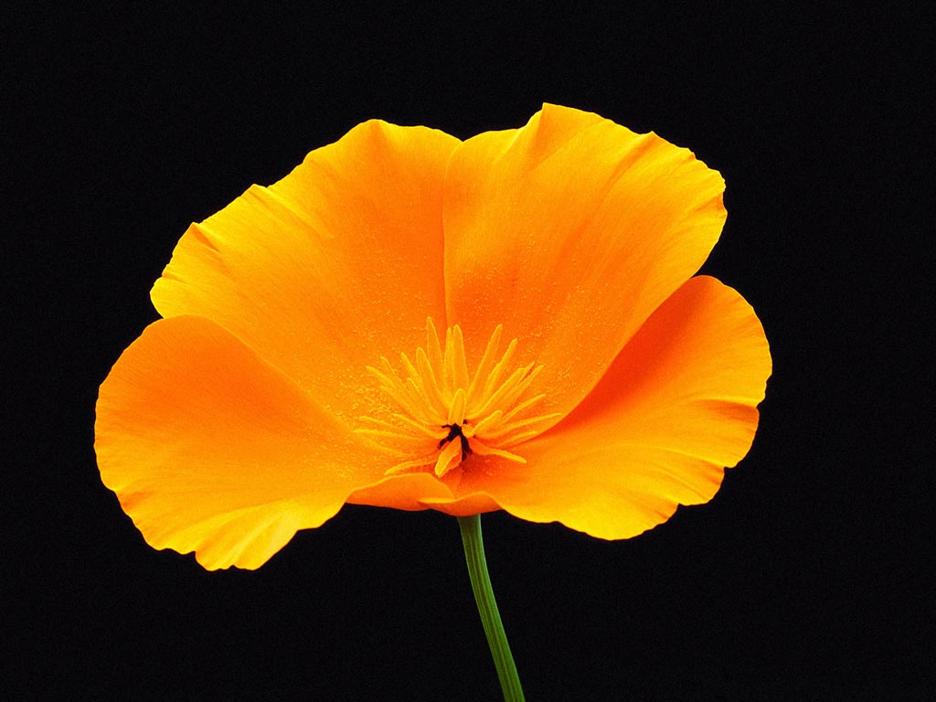 flowers_012.jpg