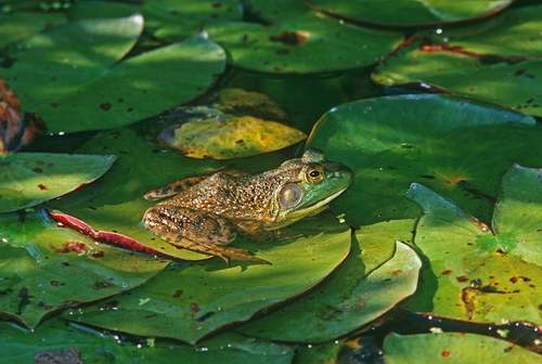 green_frog_on_lily_pads.jpg