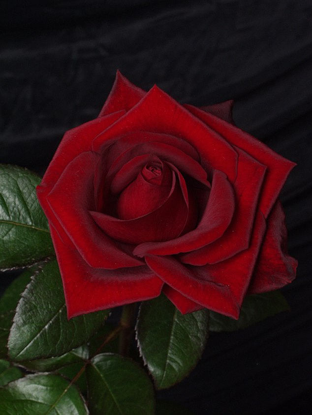 26_BlackMagic_140.jpg