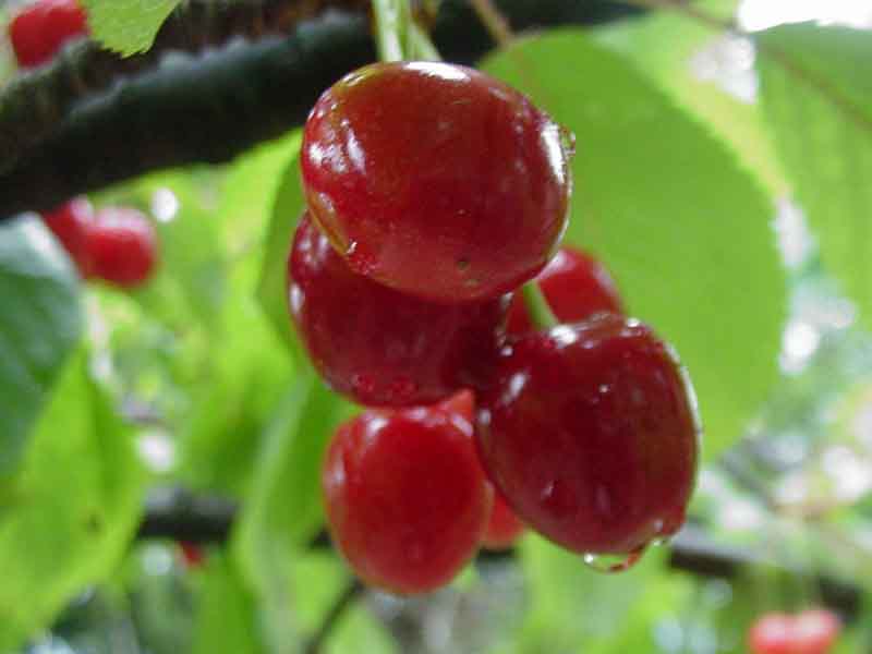 cerises_MVC_577F.jpg