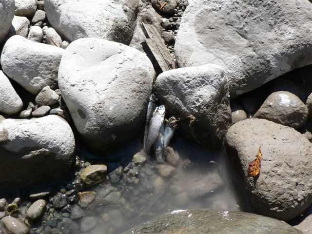 GaugePool19Aug52005.jpg