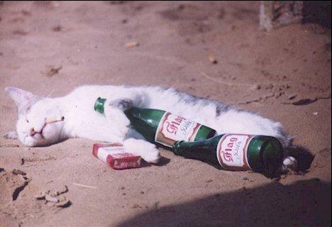Cat.wasted_1_.jpg