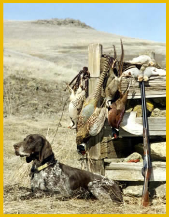 dog_fence.jpg