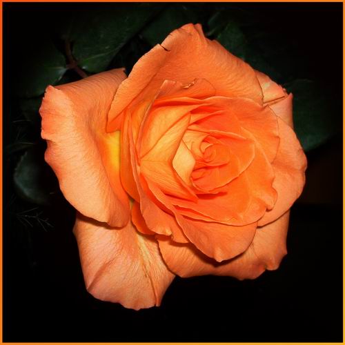 Copy_of_flower.jpg
