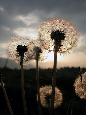 dandelions.jpg