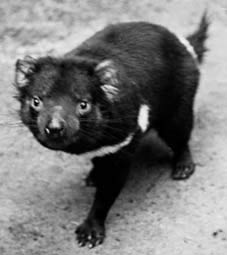 Tasmanian_devil_1_.jpg
