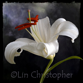 white_lily_III_lg.jpg