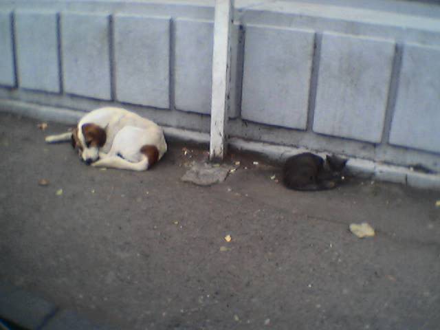 white_dog_black_cat.jpg