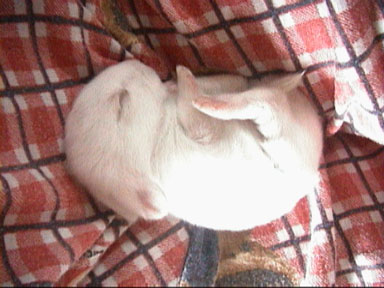 Baby_Bunny.jpg