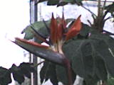 DSC00296.JPG