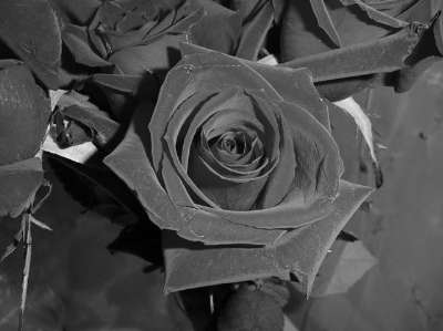 black_20rose.jpg