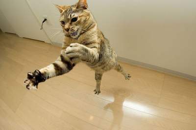 jumping_cats39.jpg