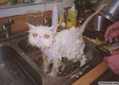 Angry_Wet_Cat.JPG