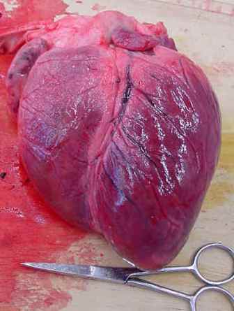 real_heart.jpg