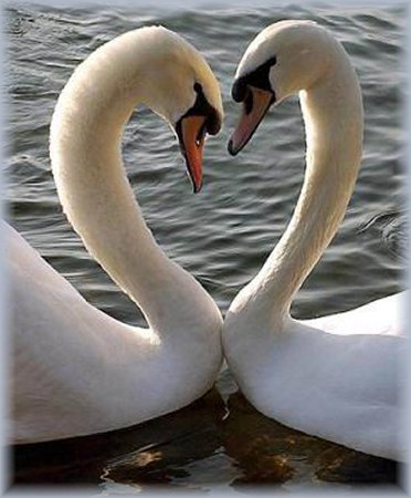 Sygswjo_Heart_Swans.jpg