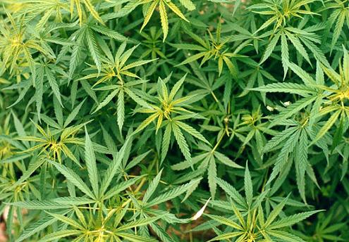 marijuana.jpg