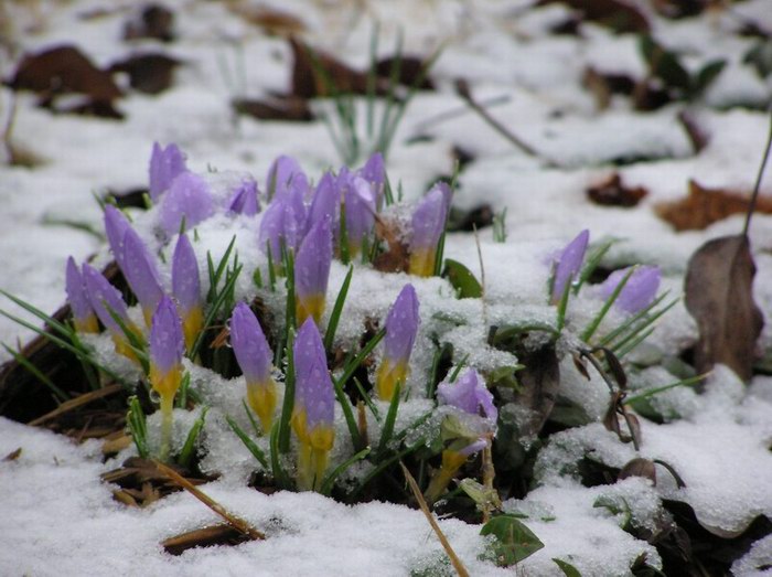snow_flower.jpg