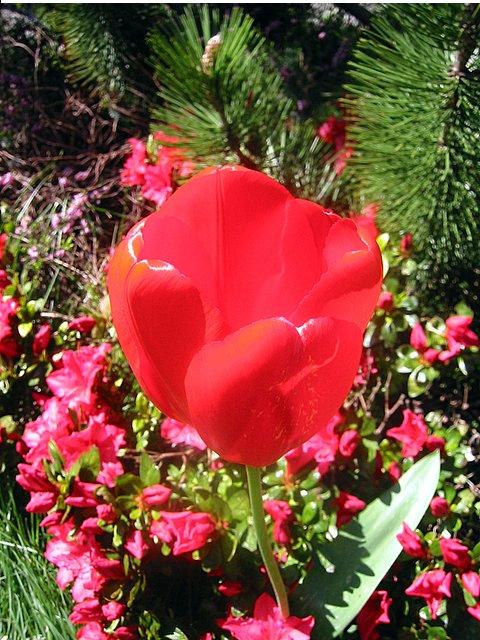 spring05_3.jpg
