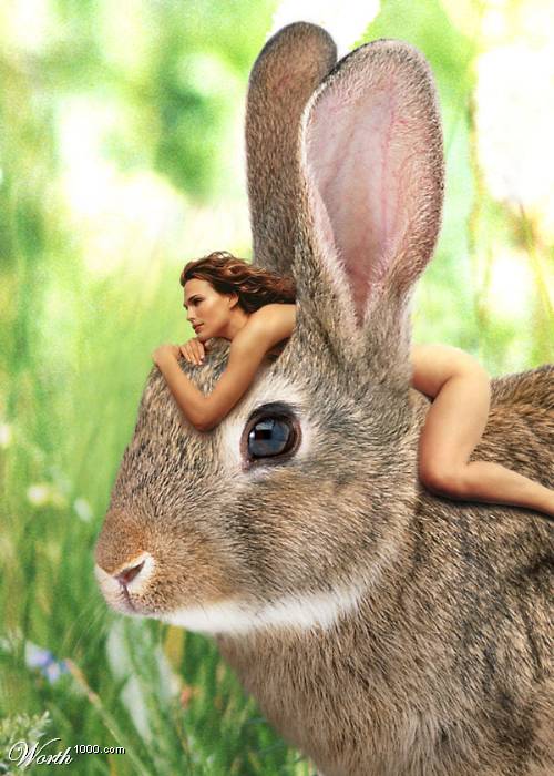 rabbit.jpg