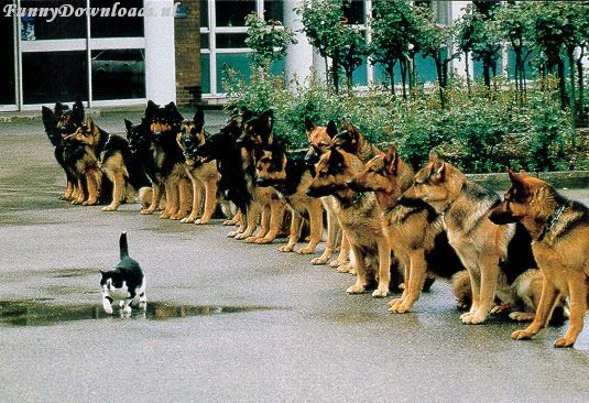 poesinactie.jpg
