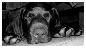 NoseyI_by_CelticBeauty.jpg