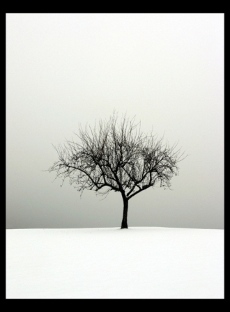 The_Tree_by_ageai.jpg