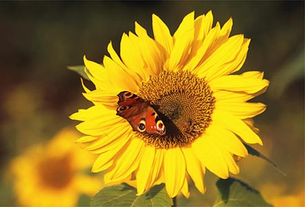 sonnenblume.jpg