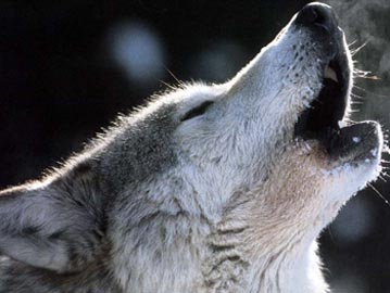 animals_wolves018.jpg
