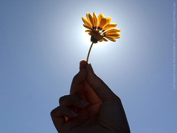 flower3fg.jpg