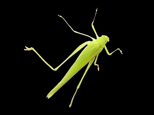 cricket.green.jpg